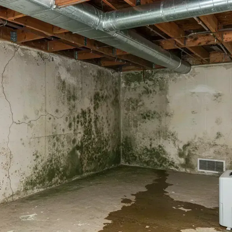 Professional Mold Removal in Baltimore, OH